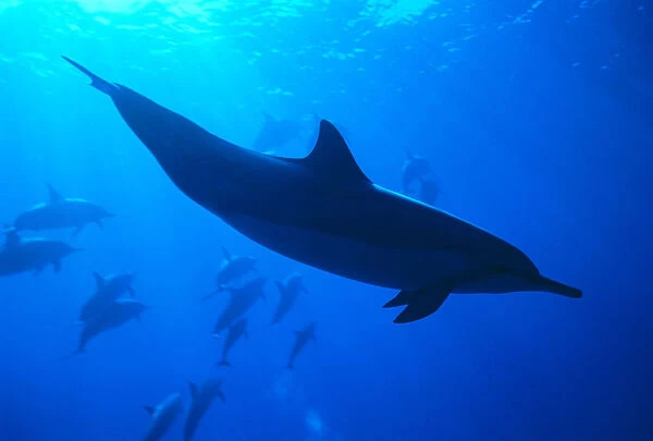 Spinner Dolphins (Stenella Longirostris) Underwater, One Close-Up B1876