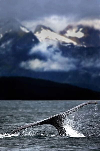 Splash From Tail Of Humpback Whale
