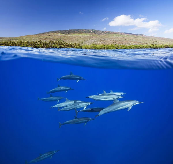 A Split View Of Spinner Dolphin (Stenella Longirostris) Below Water And The Island Of Lanai Above; Hawaii, United States Of America