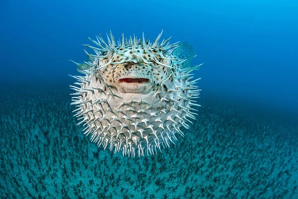 Spotted porcupinefish, Diodon hystrix, Hawaii, USA