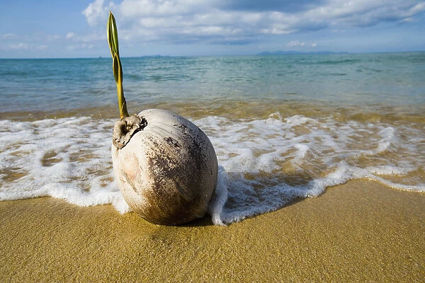 Sprouting Coconut Washed Up On Beach