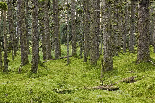 Spruce Forest & Moss Near Coast Kodiak Island Southwest Alaska