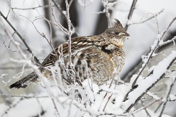 Spruce grouse (Falcipennis canadensis) in a snow-covered tree; Whitehorse, Yukon, Canada