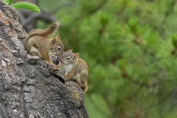 Squirrel Animal Mammal Wild Cute Adorable Beautiful