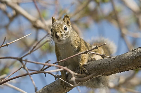 A squirrel in a tree; Edmonton alberta canada
