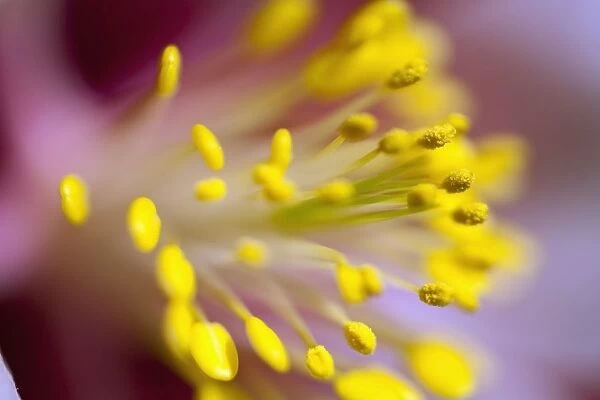 The Stamen Of A Flower