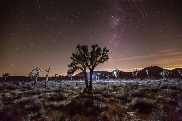 Stars and the Milky Way over a Joshua Tree, Joshua Tree National Park, California, USA