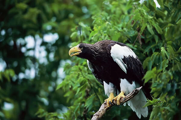 Steller's Sea Eagle perched in a tree