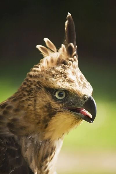Steppe Eagle (Aquila Nipalensis), Pokhara, Nepal