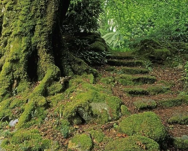 Steps In The Wild Garden, Galnleam House, Co Kerry, Ireland