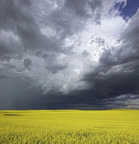 Storm Clouds Gather Over A Sunlit Canola Field In Southern Alberta; Alberta, Canada