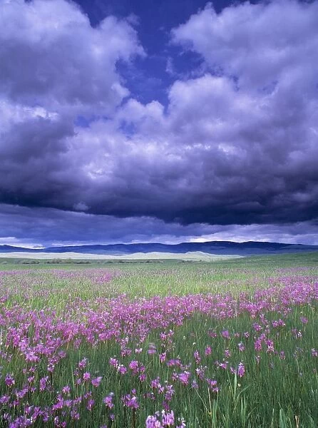 Stormy Clouds Approaching Field Of Shooting Star Wildflowers