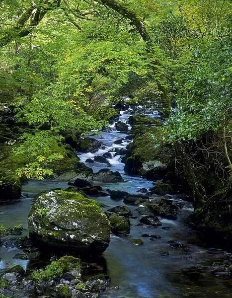 Stream Flowing Through A Forest, Glengarriff, County Cork, Republic Of Ireland