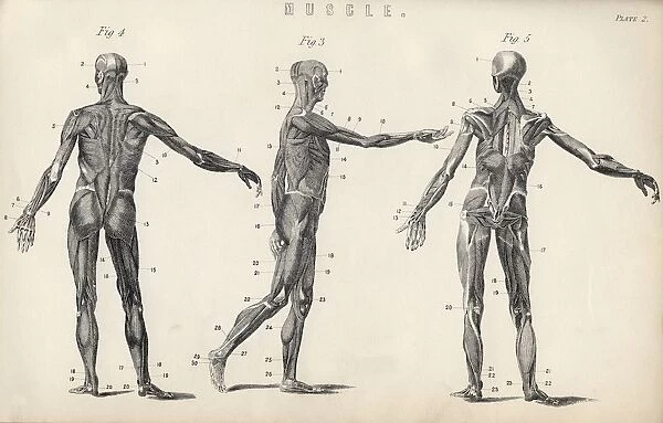 Structure Of Muscles In Male Human Body From The National Encyclopaedia Published By William Mackenzie London Late 19Th Century