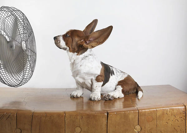 Studio Shot Of A Basset Hound With Fan Blowing Its Ears Up