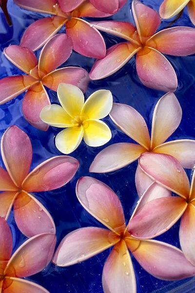 Studio Shot Of One Yellow And Mixed Color Plumeria Flowers, Blue Background