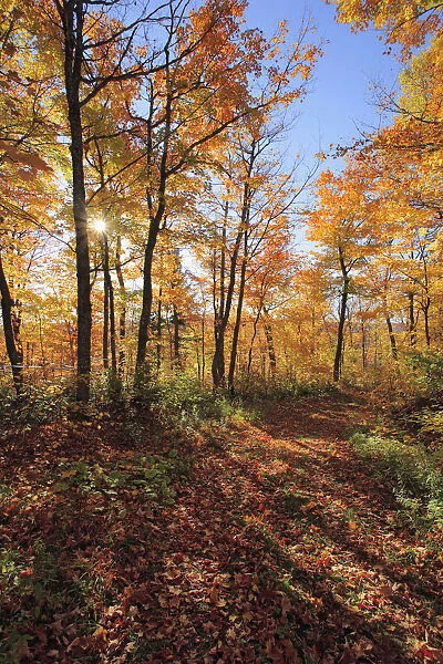 Sugar Maple Trees In Fall, Bas-Saint-Laurent Region, Saint-Simon, Quebec