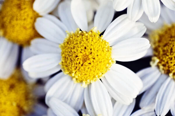 Summer Daisy (Anthemis Punctata), Close-Up Of White And Yellow Blossom