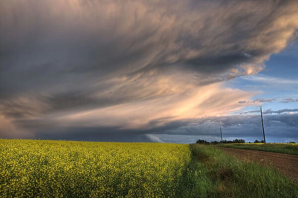 Summer Evening Storm Blowing Over Ripe Canola Fields, Central Alberta