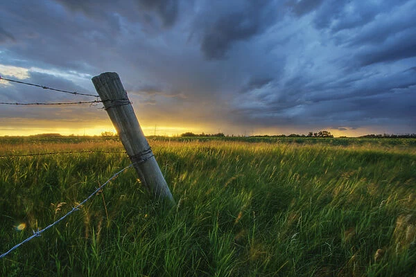 Summer Thunderstorm And Fencepost On A Wheat Farm North Of Edmonton, Alberta