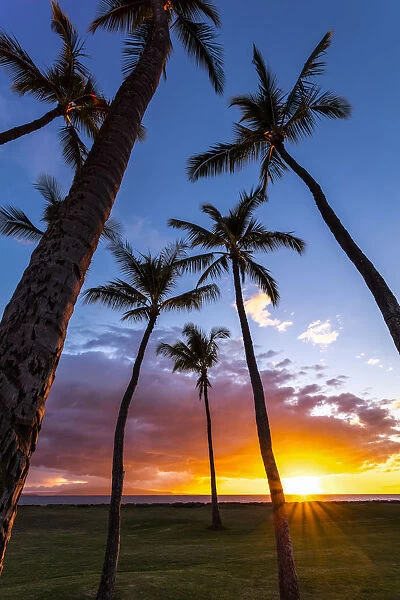 The sun sets behind silhouetted palm trees in Kihei, Maui, Hawaii
