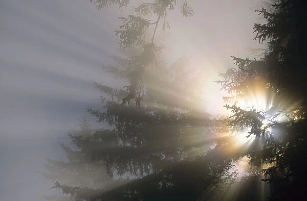 The Sun Shines Through Fog And Forest; Yachats, Oregon, United States Of America