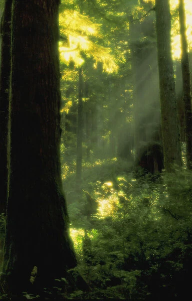 Sunbeams In Forest Of California Redwoods