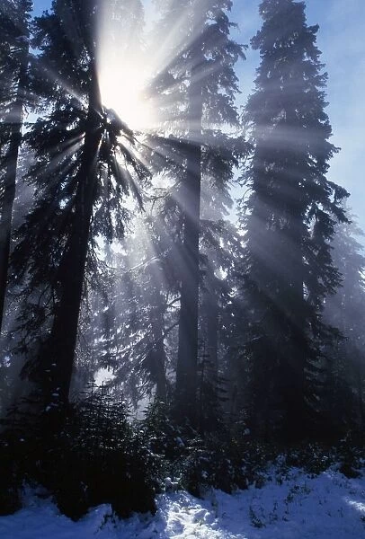 Sunbeams Through Pine Trees