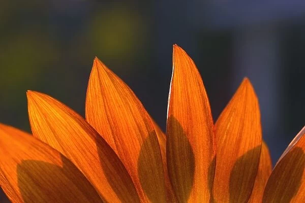 Sunflower Close-Up