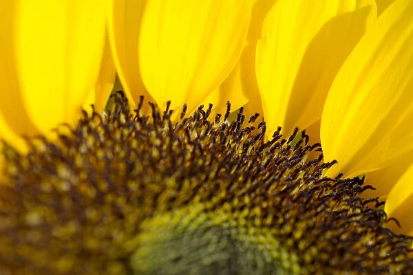 Sunflower, Extreme close-up of center and yellow petals