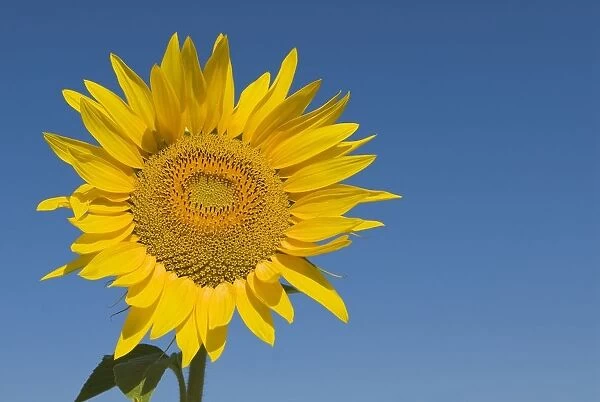 Sunflower, Helianthus Annuus