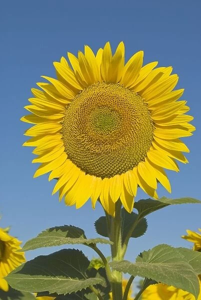 Sunflower (Helianthus Annuus)