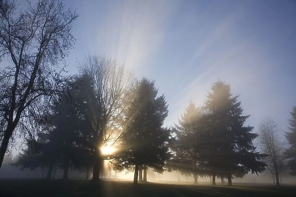 Sunray Through Trees And Fog