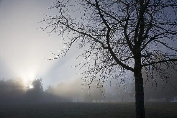 Sunrays Through Fog