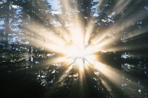 Sunrays Through A Forest