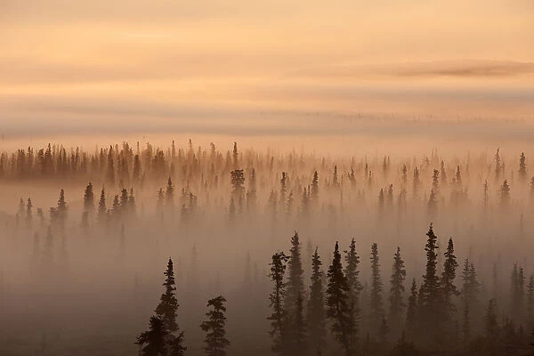 Sunrise Over A Foggy Forest, Katmai National Park And Preserve, Southwest Alaska, Autum