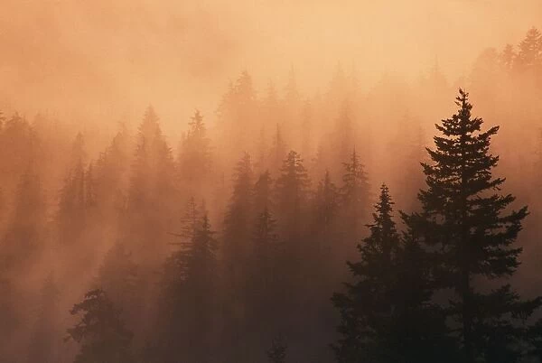 Sunset Through Dense Fog, Pine Tree Silhouettes, Mount Hood National Forest