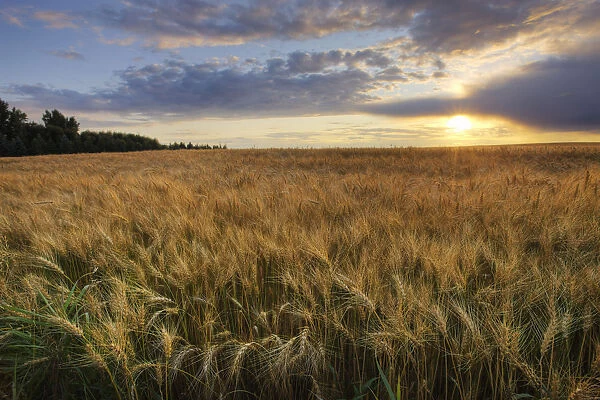 Sunset Over Field Of Ripe Barley, Alberta