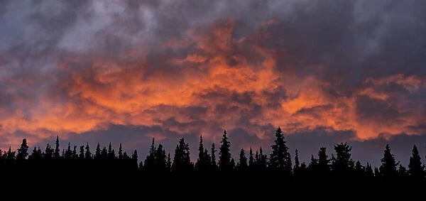 Sunset illuminating the clouds above a silhouetted forest