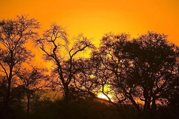 Sunset, Sabi Sand Reserve, Mpumalanga, South Africa, Africa