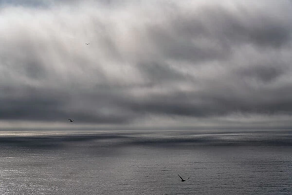 NA. Surreal and peaceful view of seagulls and clouds over the ocean