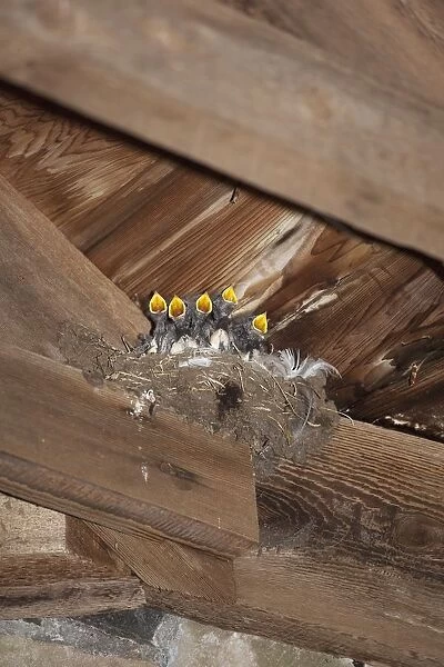 Swallow Chicks, Island Of Iona, Scotland