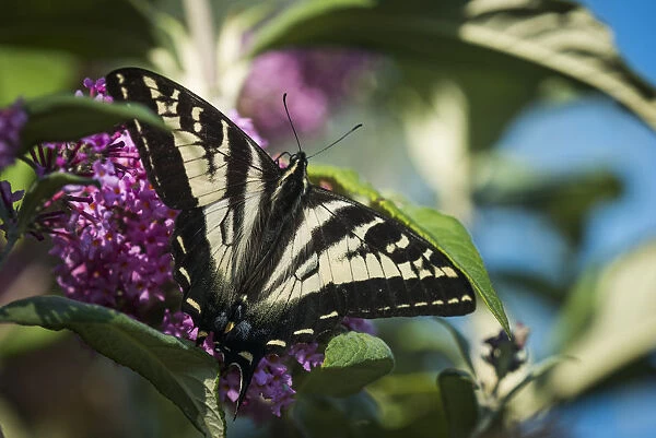A Swallowtail Butterfly Seeks Nectar From A Butterfly Bush; Astoria, Oregon, United States Of America