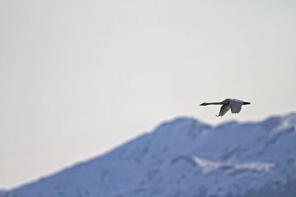 Swan In Flight, Yukon