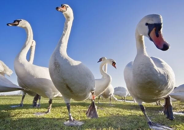 Swans In A Field