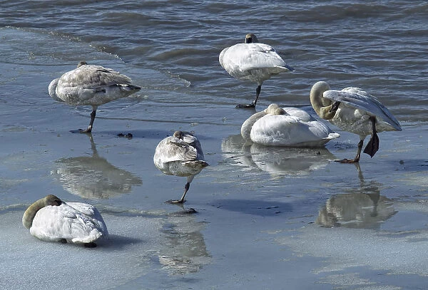 Swans On The Ice Along The Tagish River, Yukon