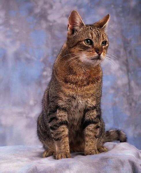Tabby Cat; Portrait Of A Cat
