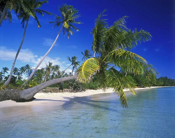 Tahitian palm tree