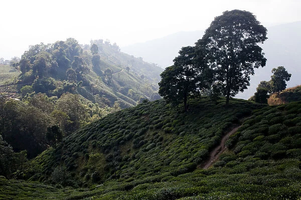 Tea plants cover the mountainside in the Ilam district of Nepal