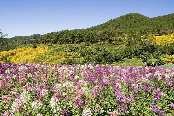 Thailand, Mae Hong Son Province, Toong Bua Tong Forest Park, Meadow Of Colorful Flowers